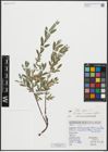 Foto von Salix repens L.